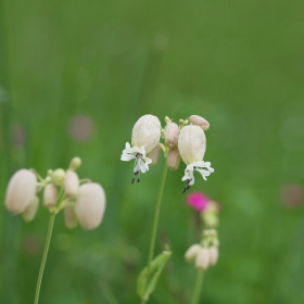 Květnatá louka - silenka nadmutá (Silene vulgaris) Fotka 3