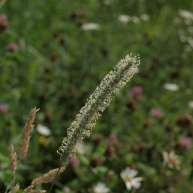 Květnatá louka - bojínek luční (Phleum pratense) Fotka 8