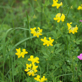 Květnatá louka - štírovník růžkatý (Lotus corniculatus) Fotka 1