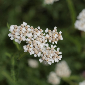 Květnatá louka - řebříček obecný (Achillea millefolium) Fotka 7