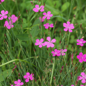 Květnatá louka - hvozdík kropenatý (Dianthus deltoides) Fotka 2